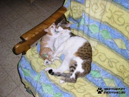 ��������� ��������