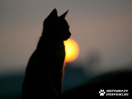 ��������� ��������