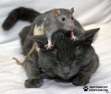 ��������� ��������