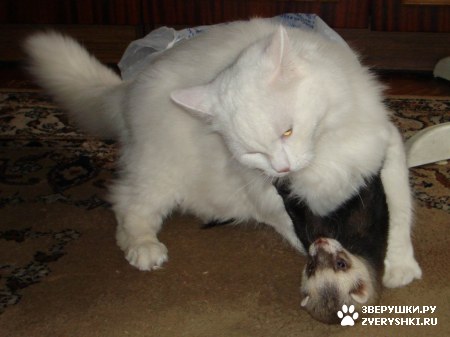 ��������� ��������