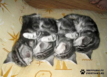 ��������� ��������