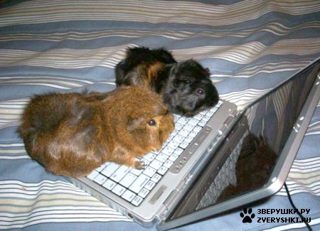 ��������� ��������