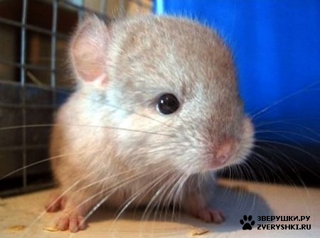 ��������� ��������