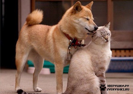 ��������� ��������