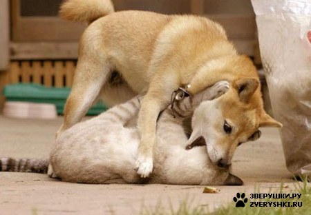 ��������� ��������