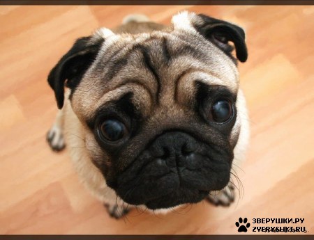 ��������� ��������