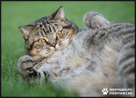 ��������� ��������