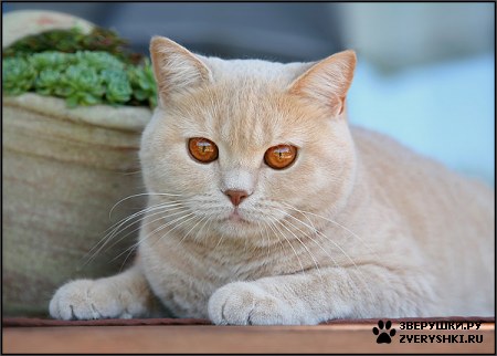 ��������� ��������