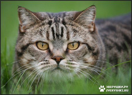 ��������� ��������