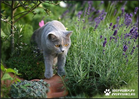 ��������� ��������