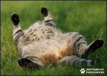 ��������� ��������