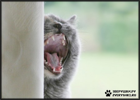 ��������� ��������