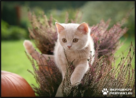 ��������� ��������