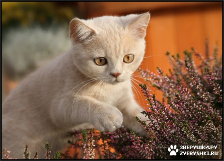 ��������� ��������