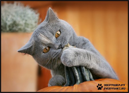 ��������� ��������