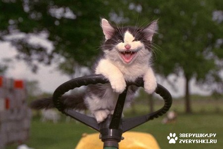 ��������� ��������