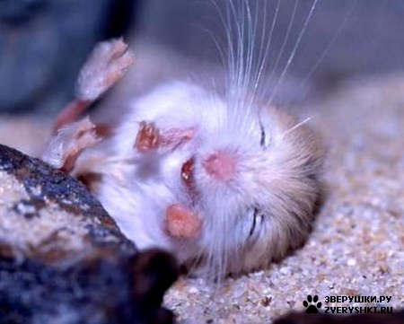 ��������� ��������