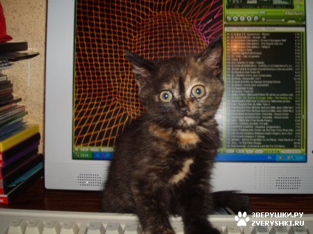 ��������� ��������