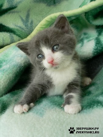 ��������� ��������