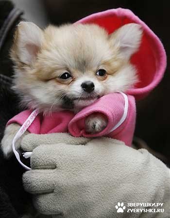 ��������� ��������