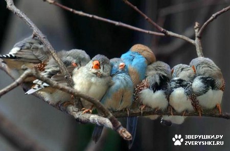 ��������� ��������