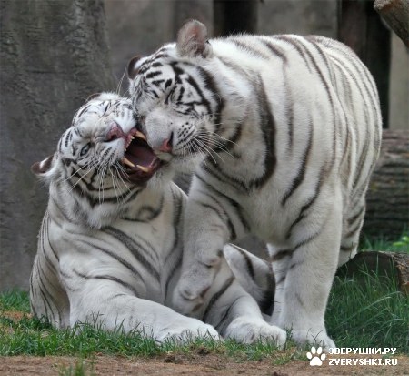 ��������� ��������