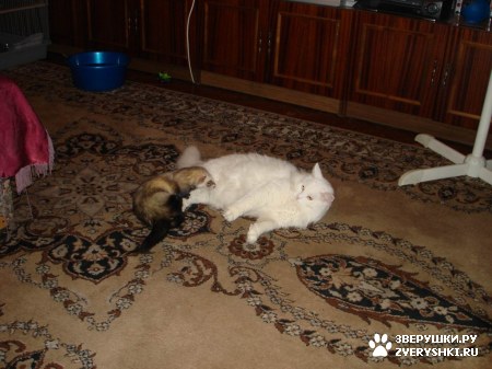 ��������� ��������