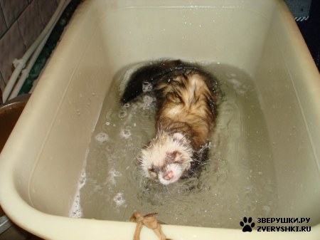 ��������� ��������