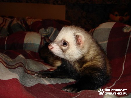 ��������� ��������