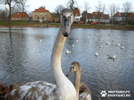 ��������� ��������