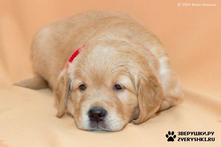 ��������� ��������