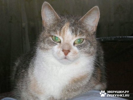 ��������� ��������