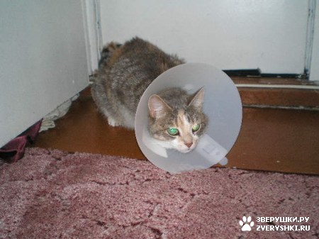 ��������� ��������