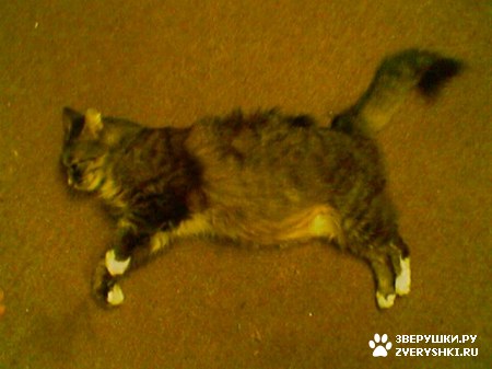 ��������� ��������