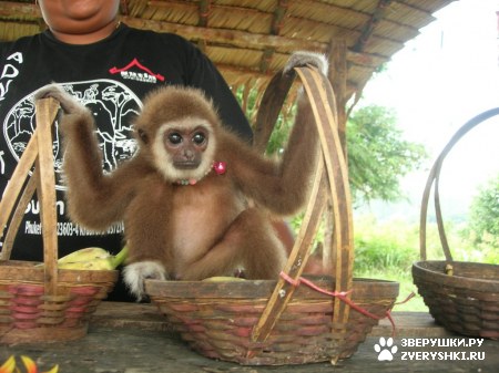 ��������� ��������