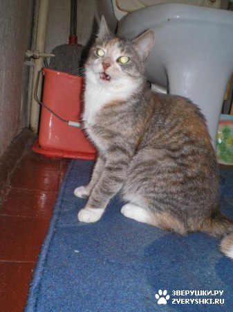 ��������� ��������