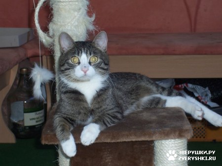 ��������� ��������