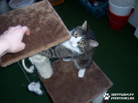 ��������� ��������