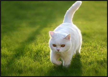 ��������� ��������