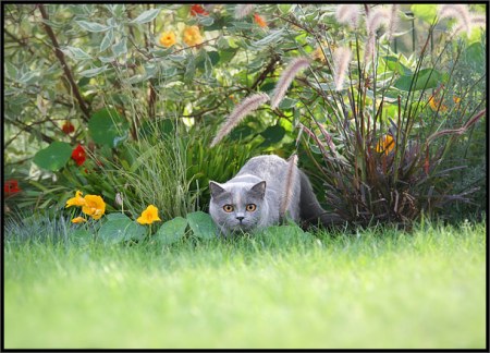 ��������� ��������