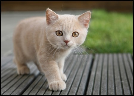 ��������� ��������