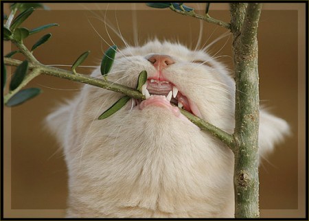 ��������� ��������