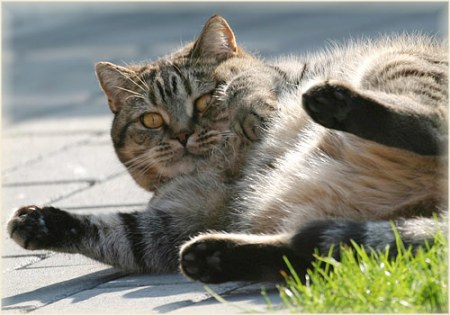 ��������� ��������