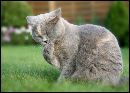 ��������� ��������