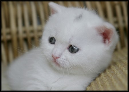 ��������� ��������