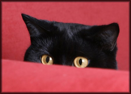 ��������� ��������