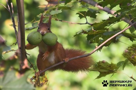 ��������� ��������