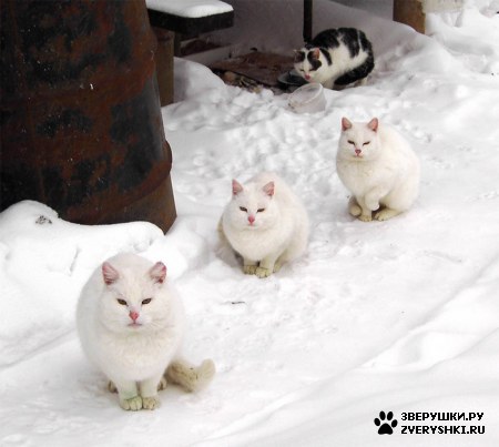 ��������� ��������