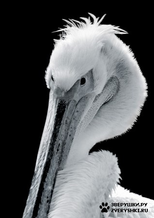 ��������� ��������