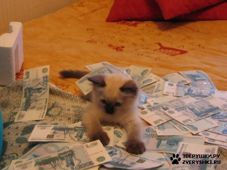 ��������� ��������